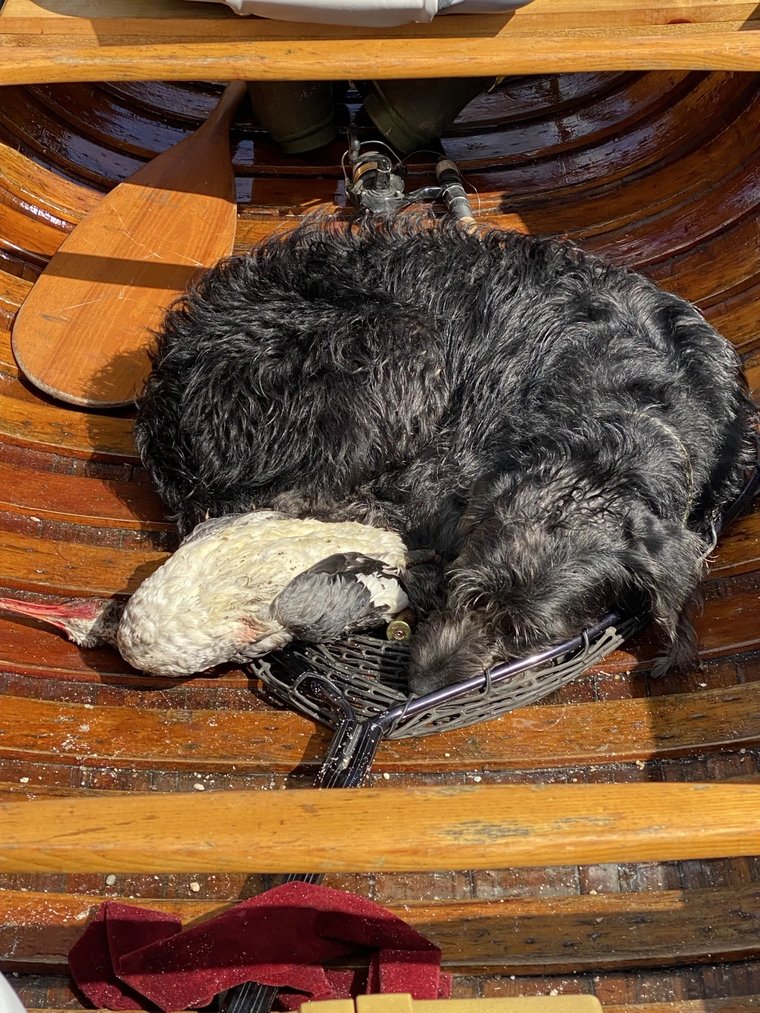 Dog sleeping in canoe with harvested duck