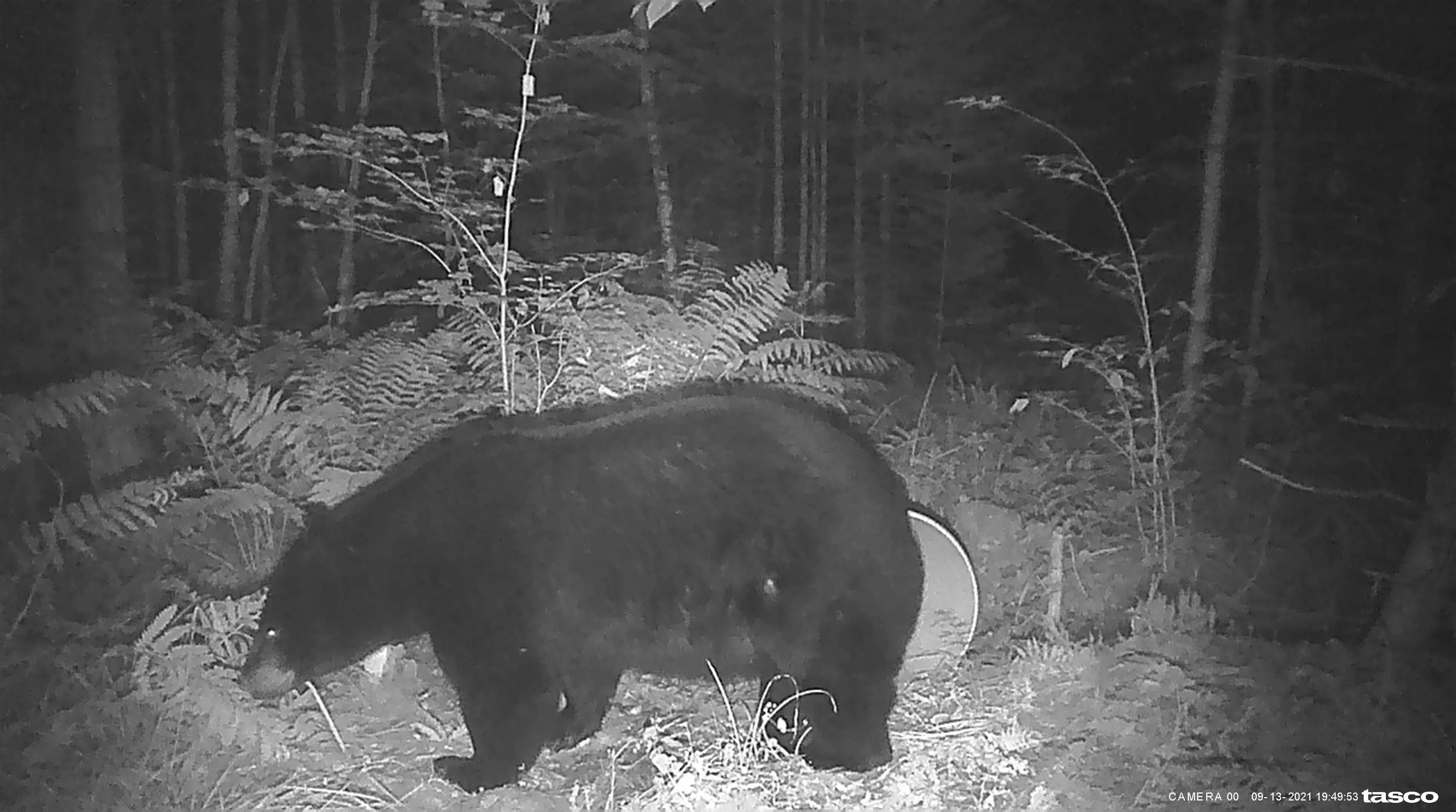 Maine bear hunting success