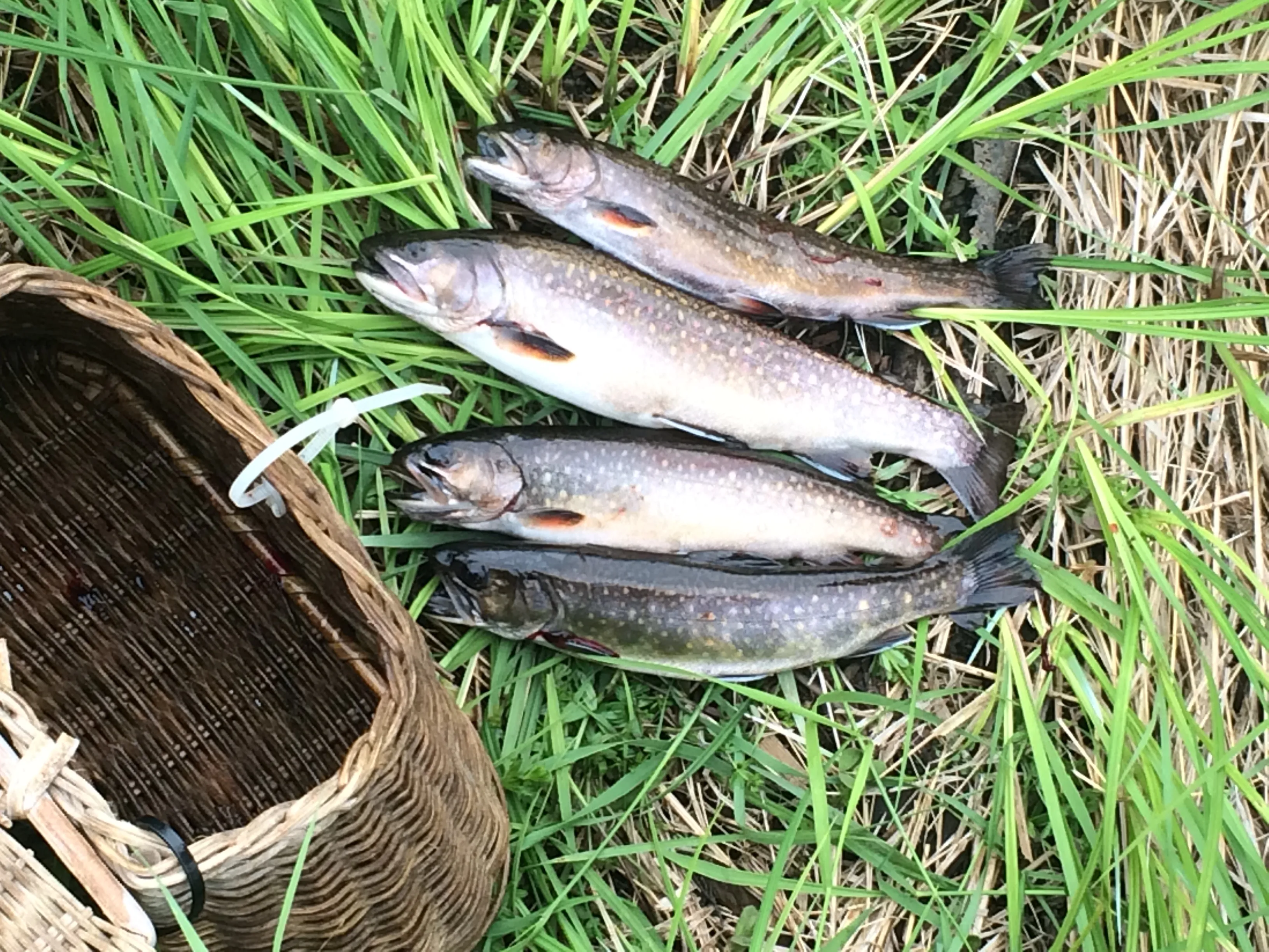 Guided ice fishing trip