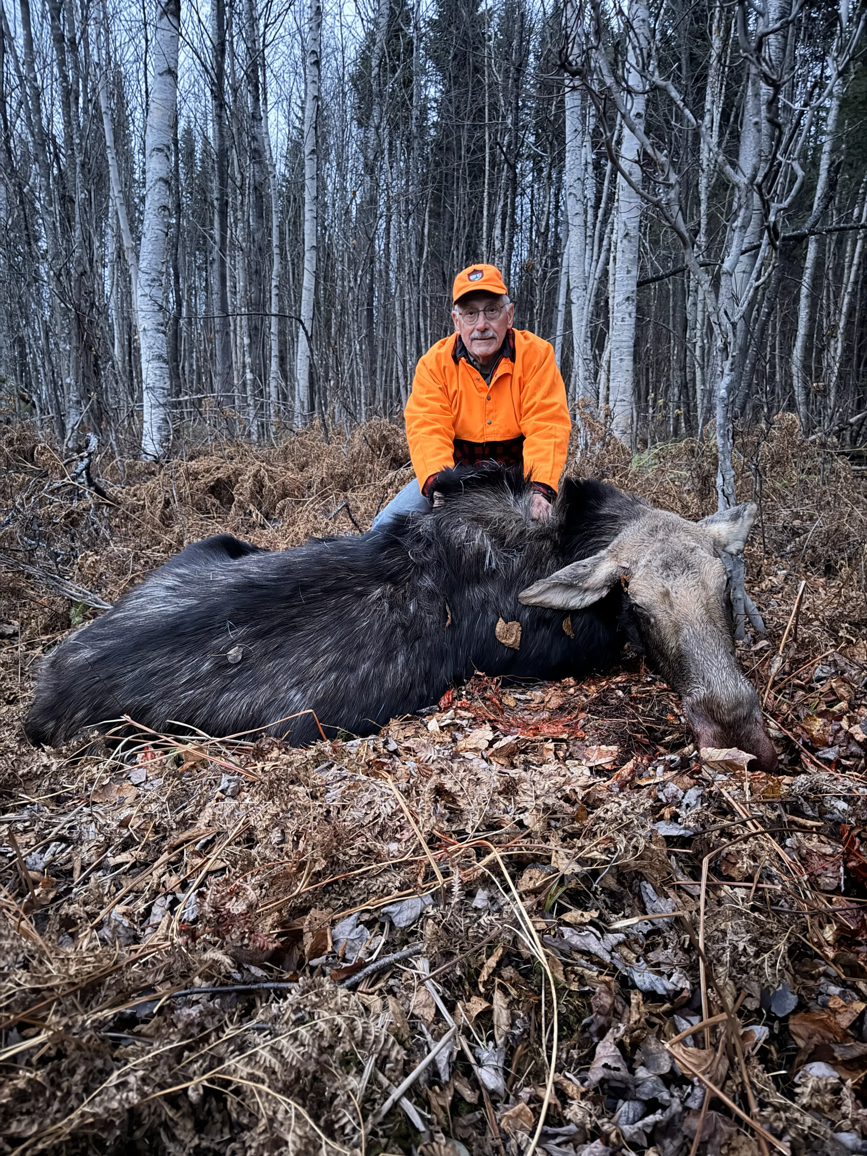 Hunter with cow moose