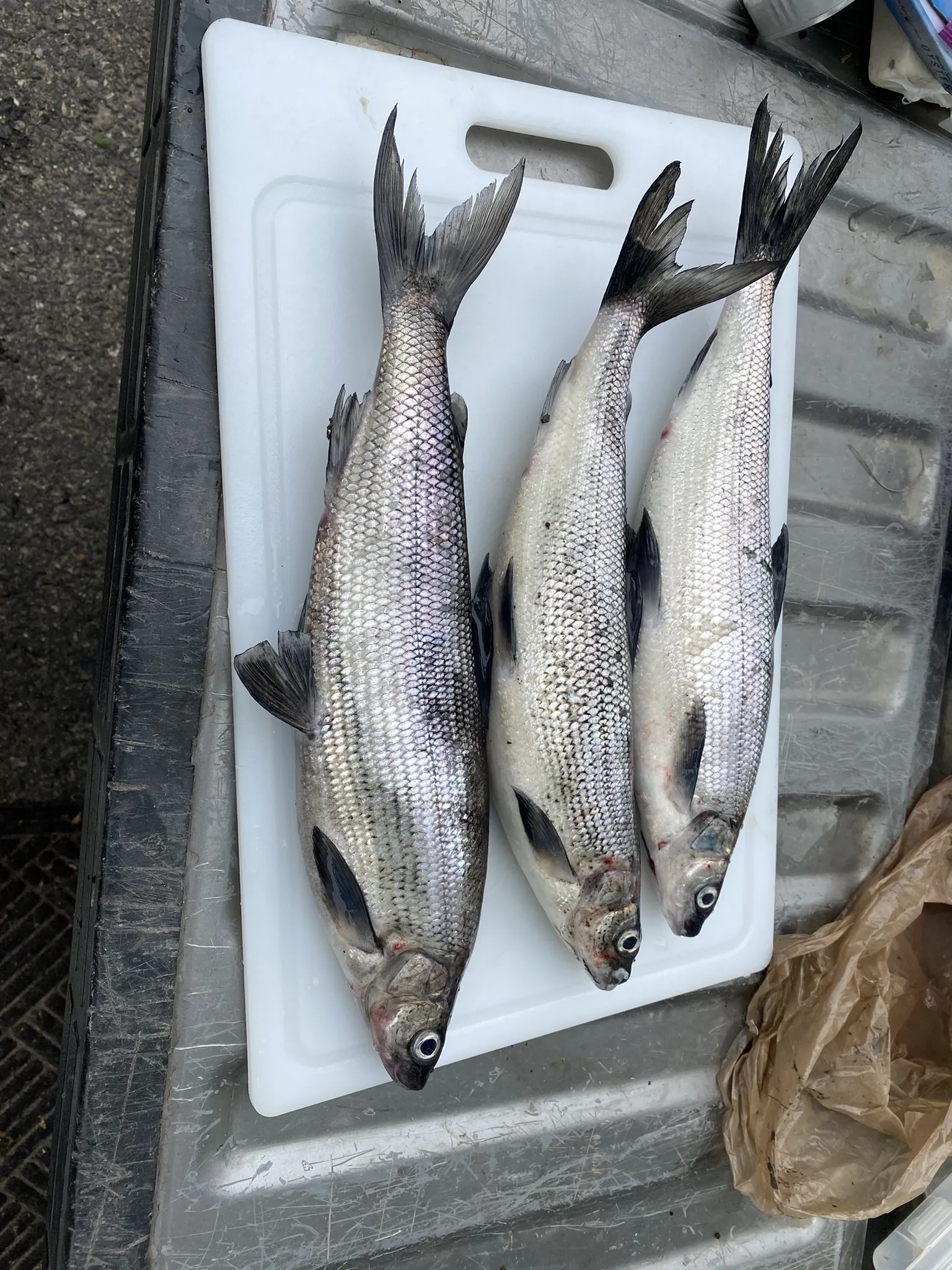Guided ice fishing trip
