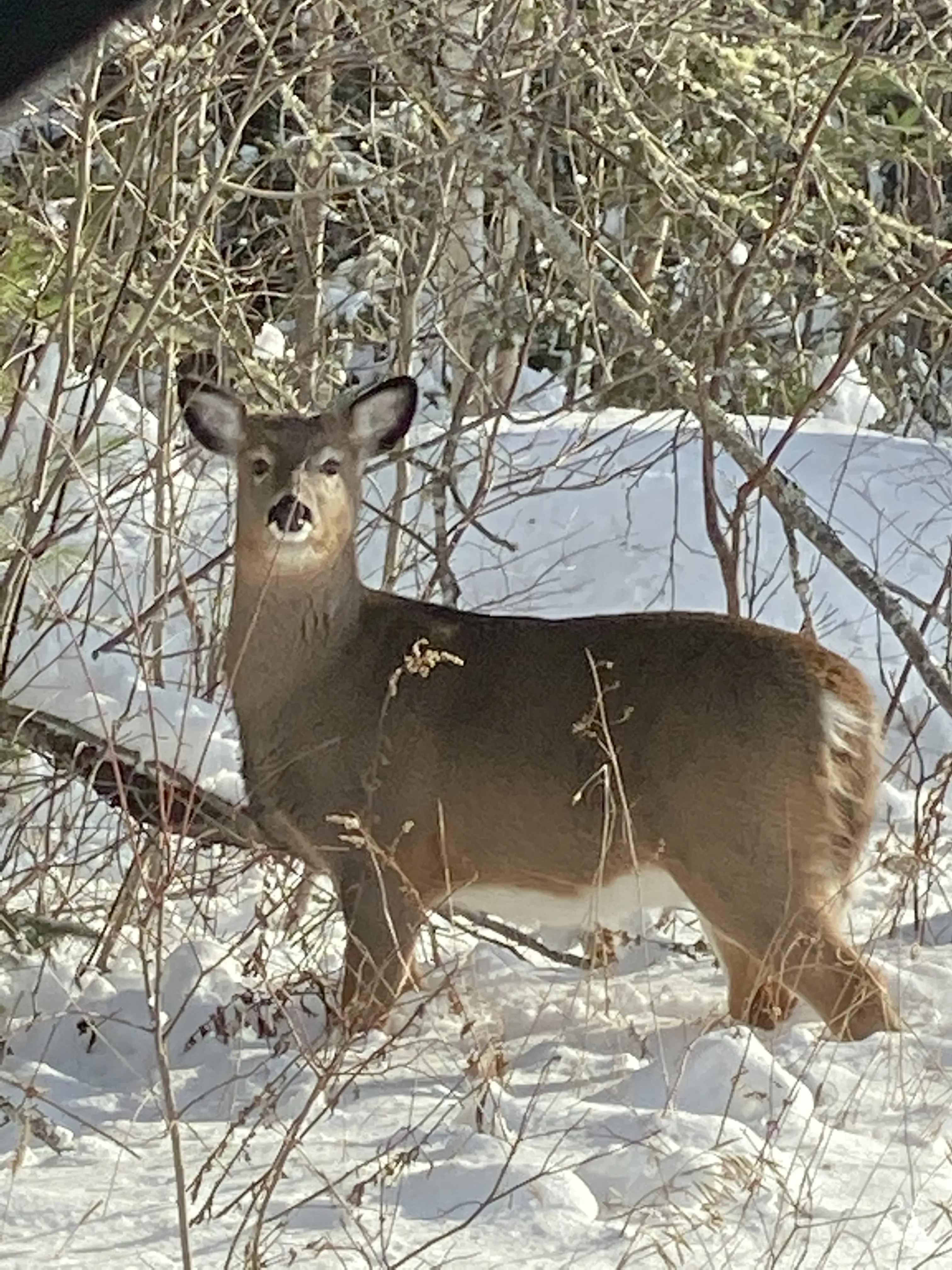 Maine whitetail deer